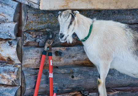 zoey-alpine-lamancha-dairy-goat